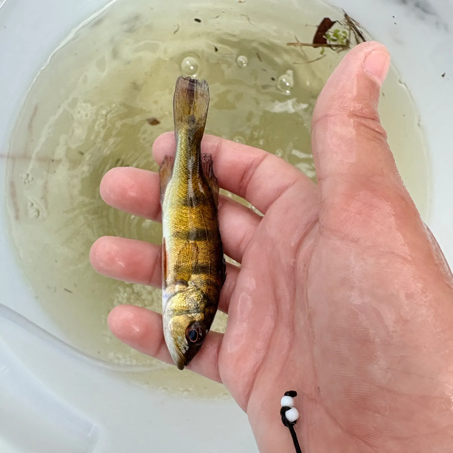 Butterfly peacock bass caught on Fishbrain