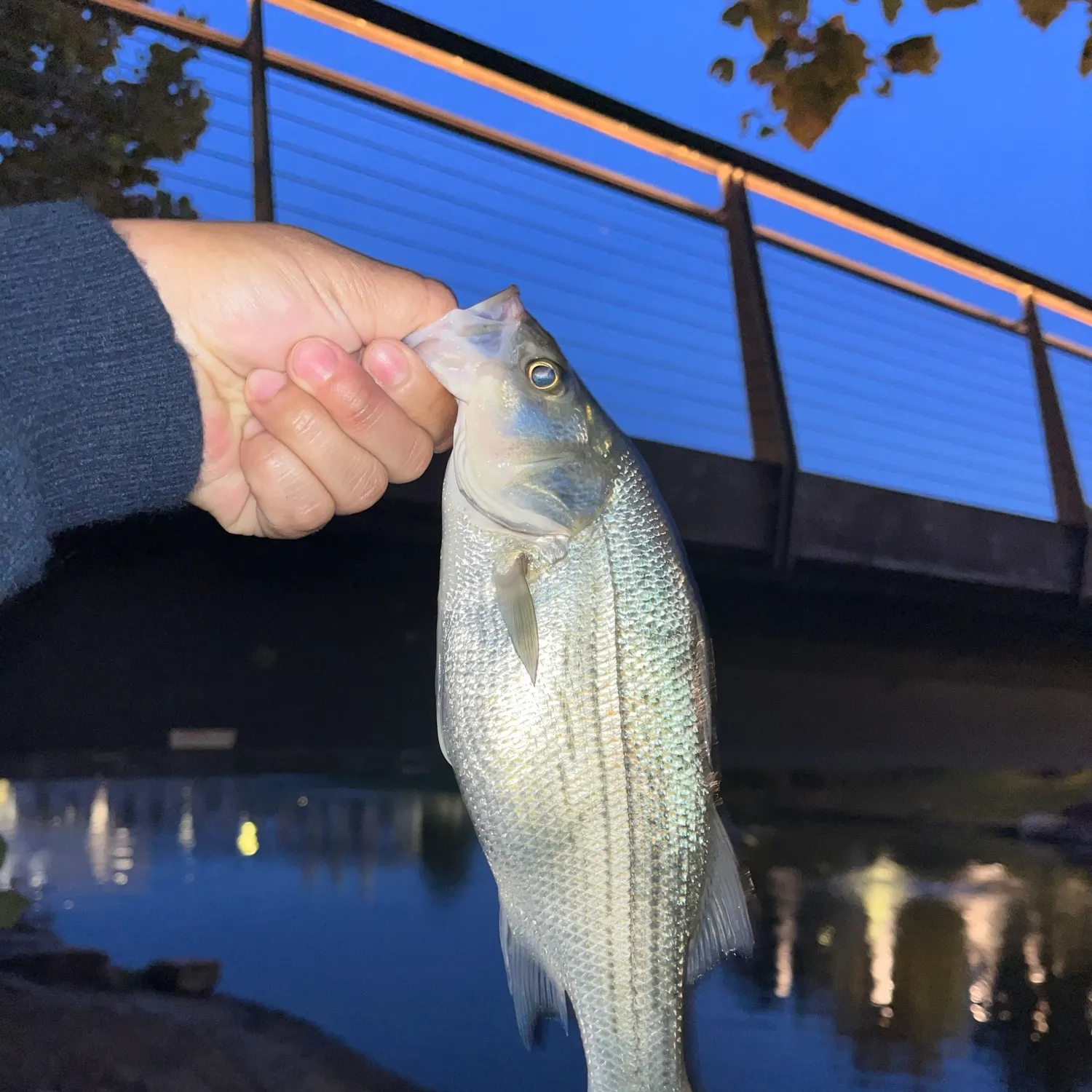 Wiper caught on Fishbrain