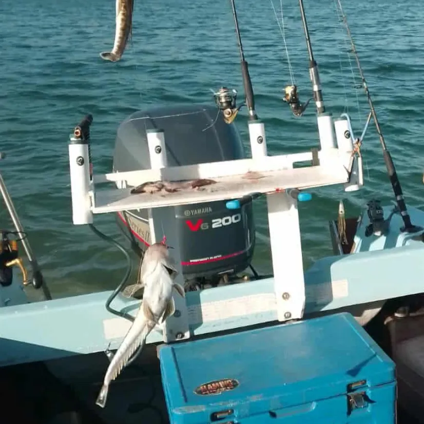 The most recent Black-banded flathead catches on Fishbrain