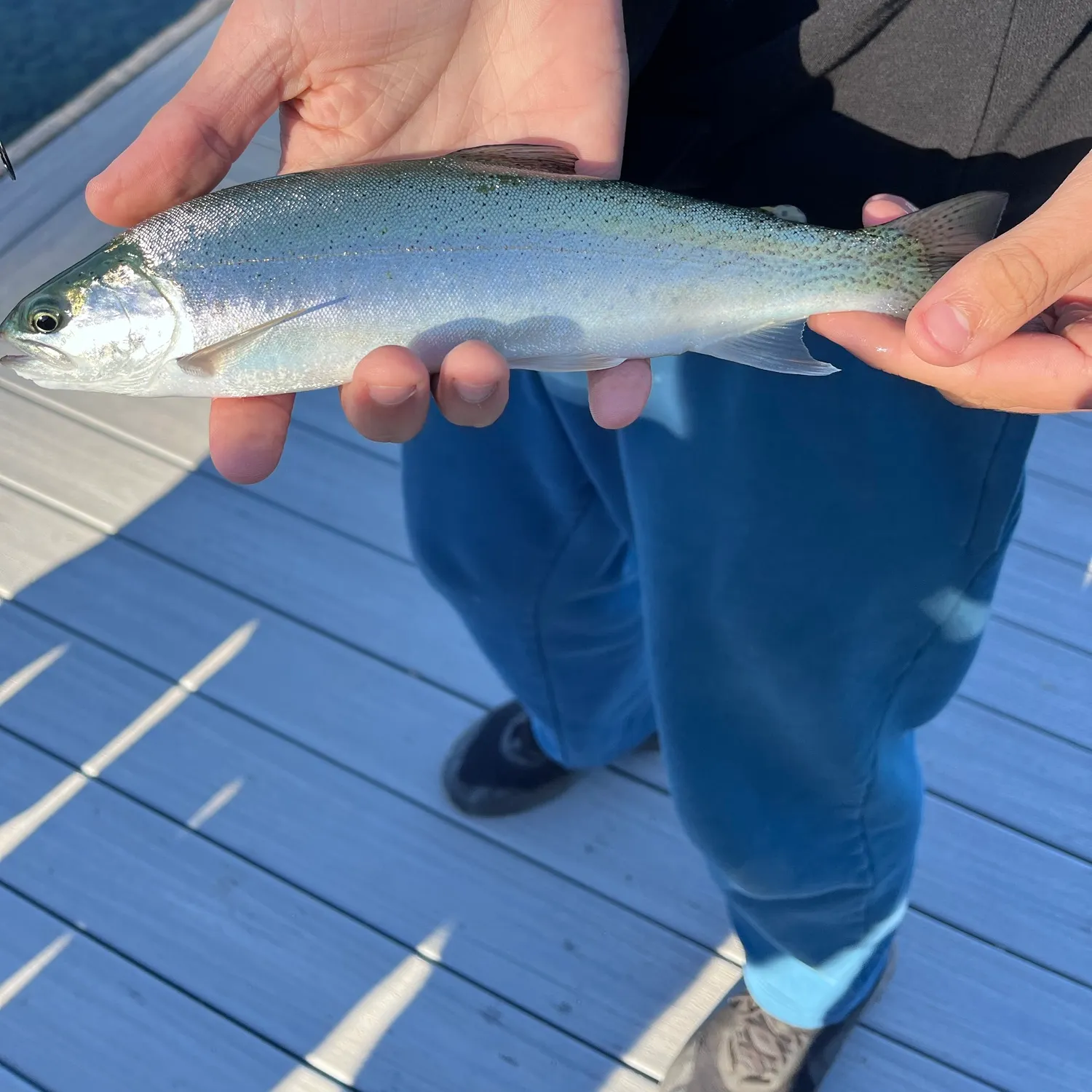 Rainbow trout caught on Fishbrain