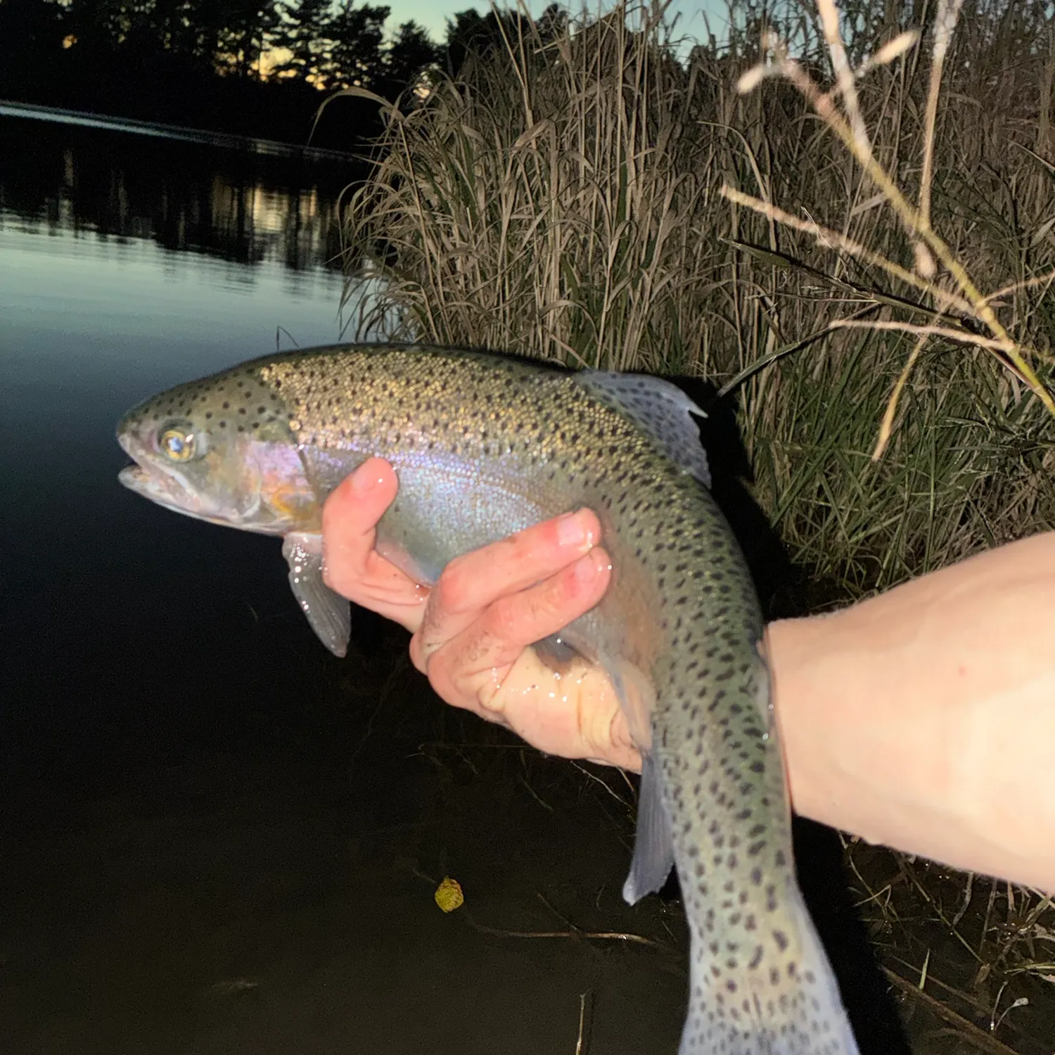 Rainbow trout caught on Fishbrain