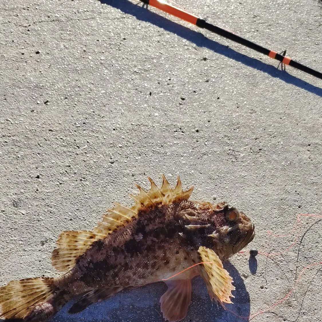 Fish caught on Fishbrain
