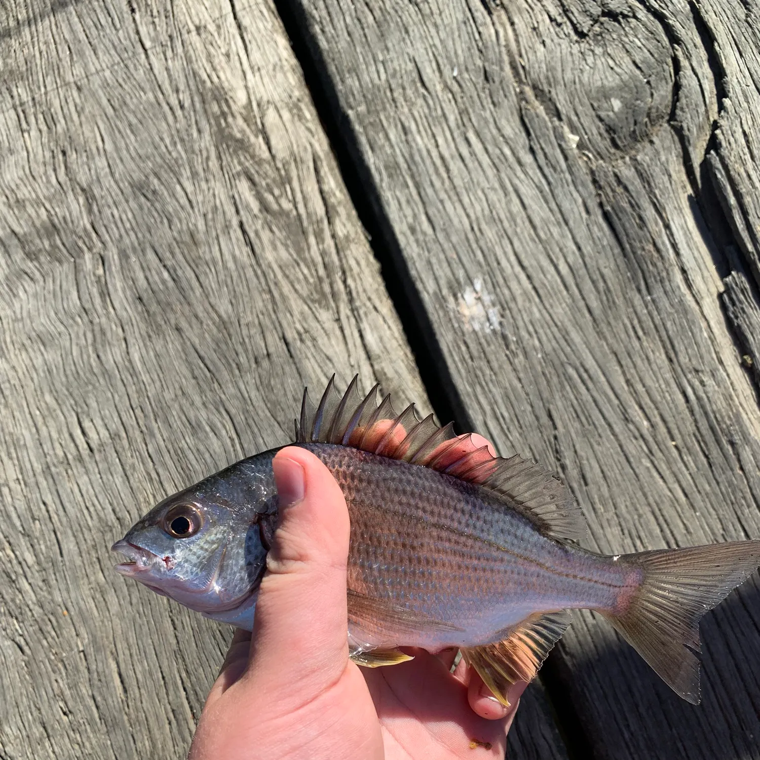 The most recent Southern black bream catches on Fishbrain