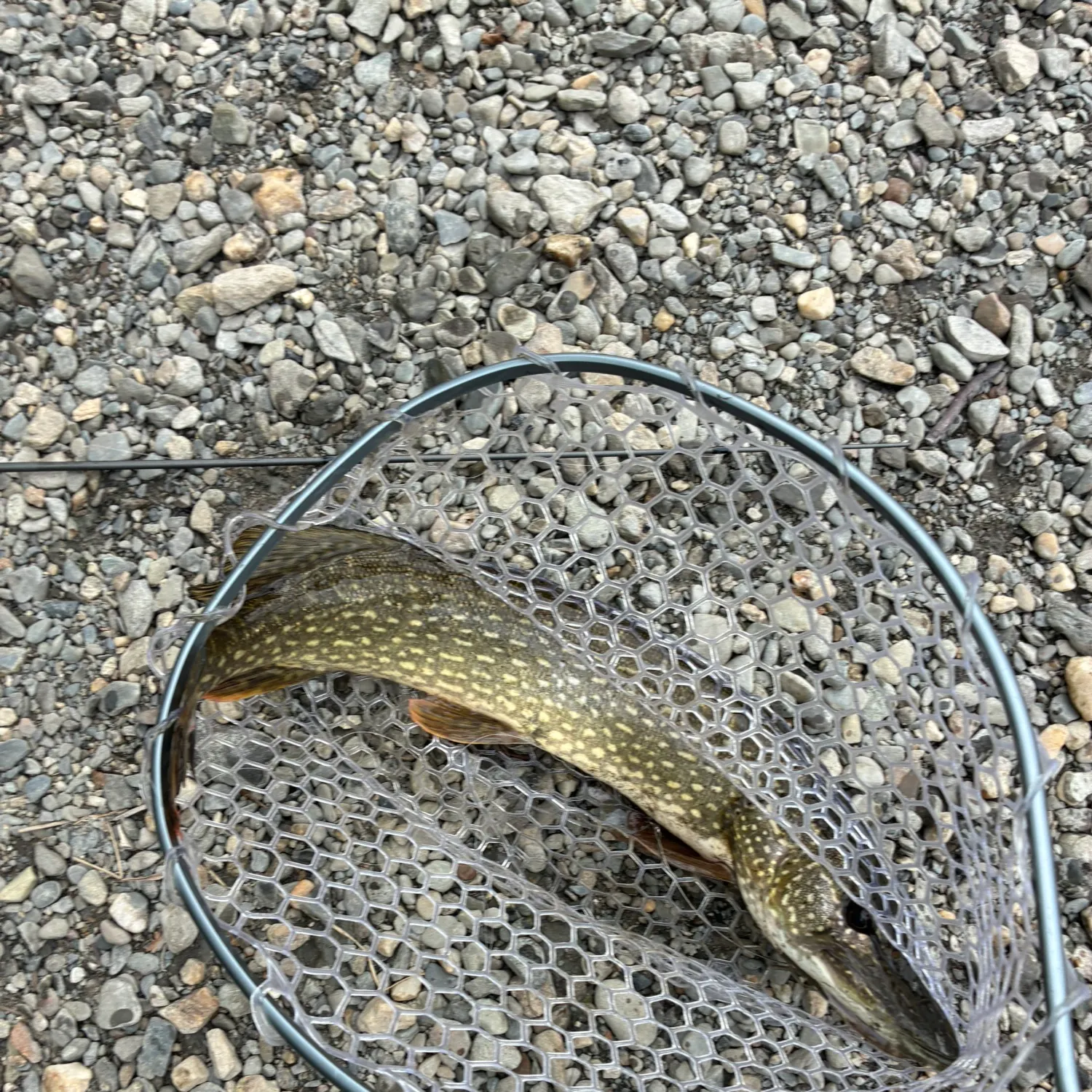 Northern pike caught on Fishbrain