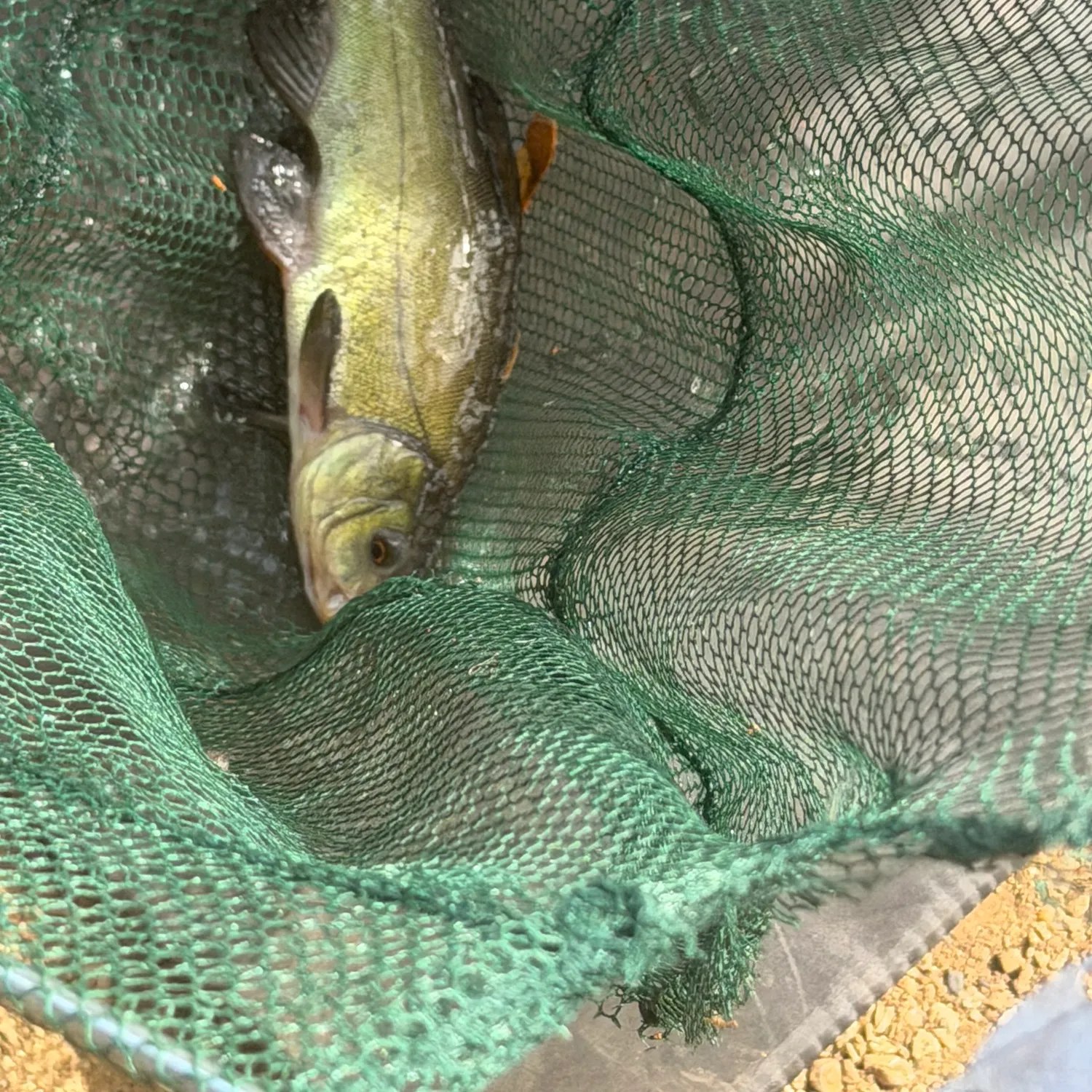 Tench caught on Fishbrain