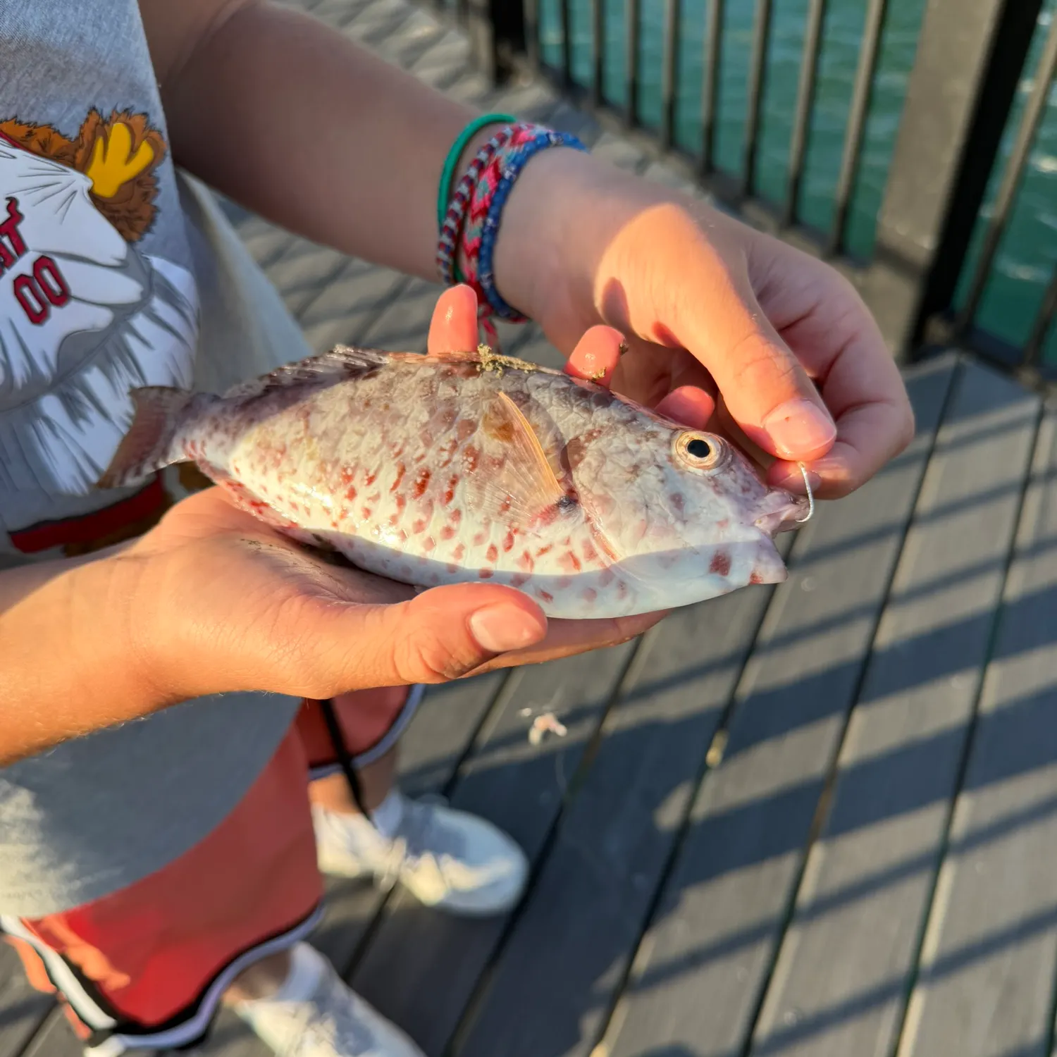 The most recent Redtail parrotfish catches on Fishbrain