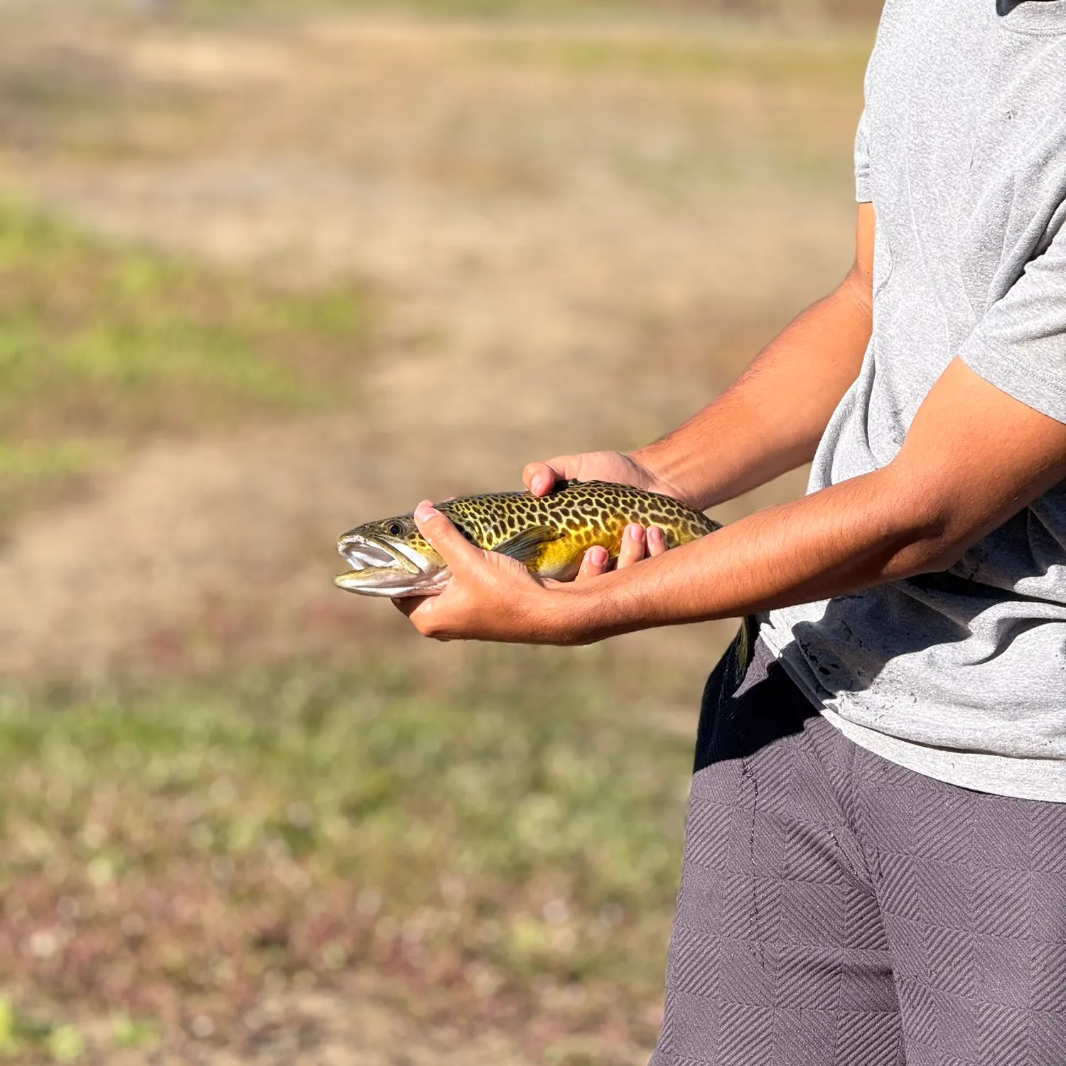 Tiger trout caught on Fishbrain