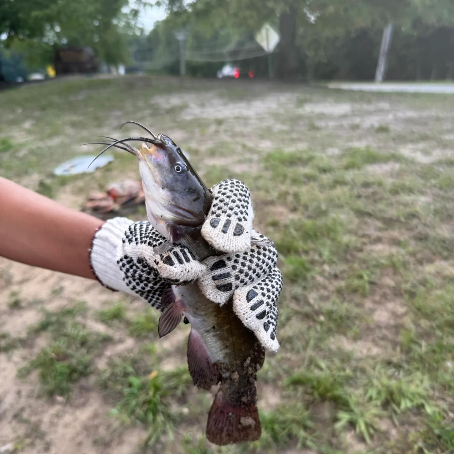 The most recent Black bullhead catches on Fishbrain