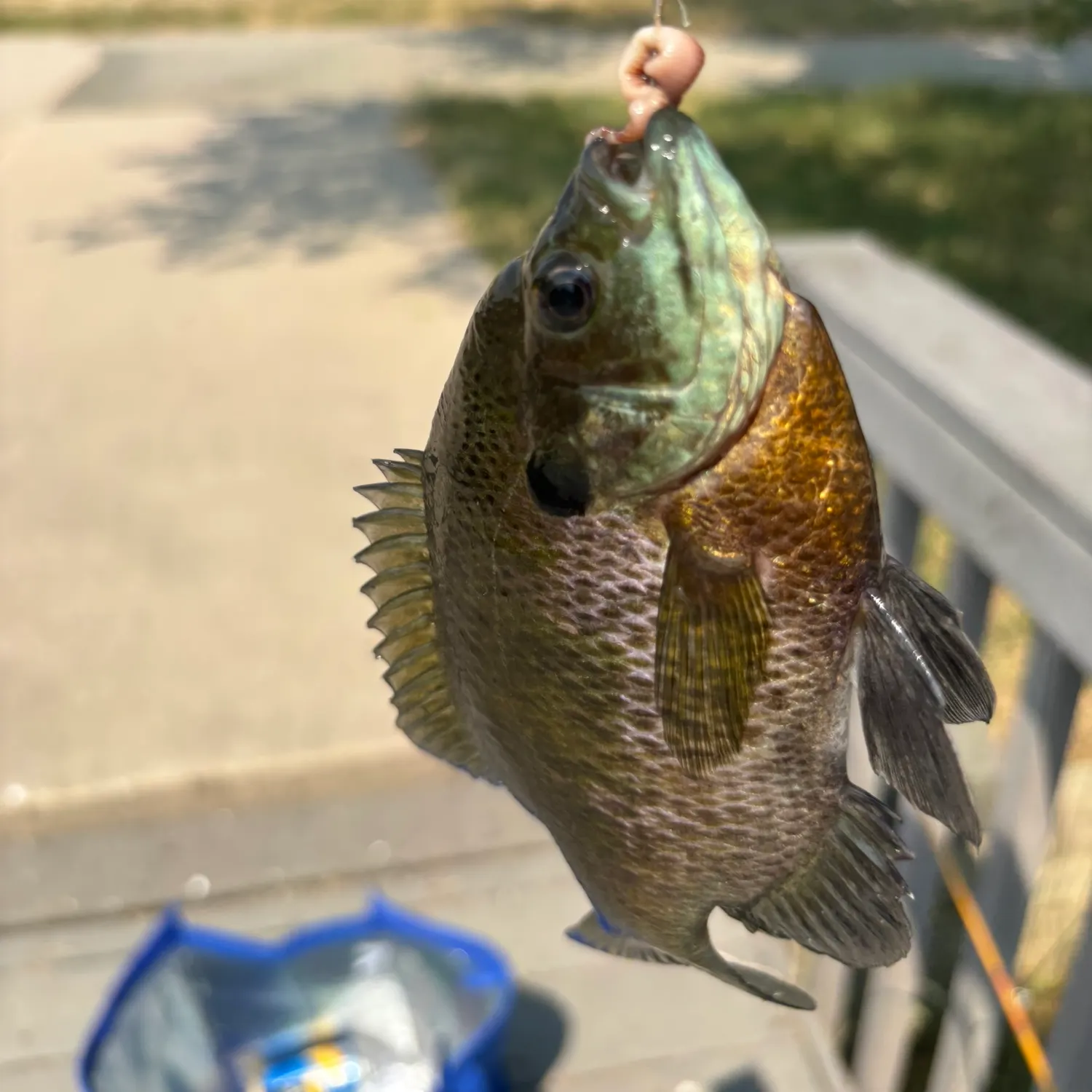 catch