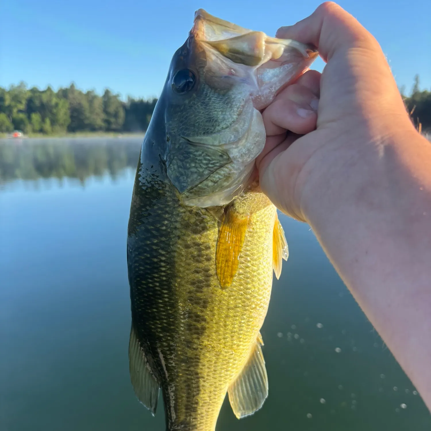 Largemouth bass caught on Fishbrain