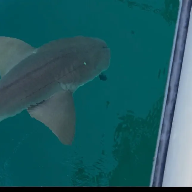 The most recent Nurse shark catches on Fishbrain