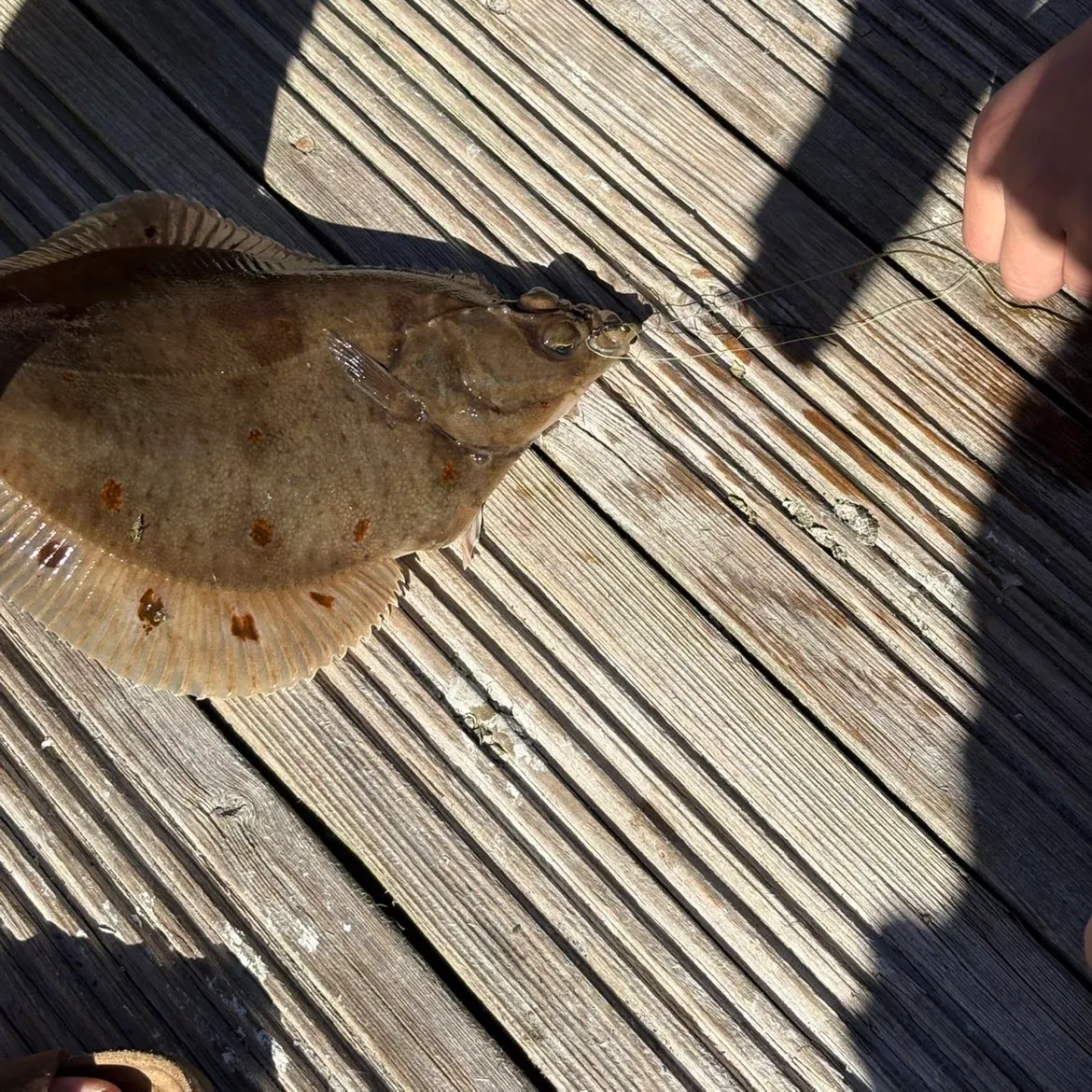 The most recent European flounder catches on Fishbrain