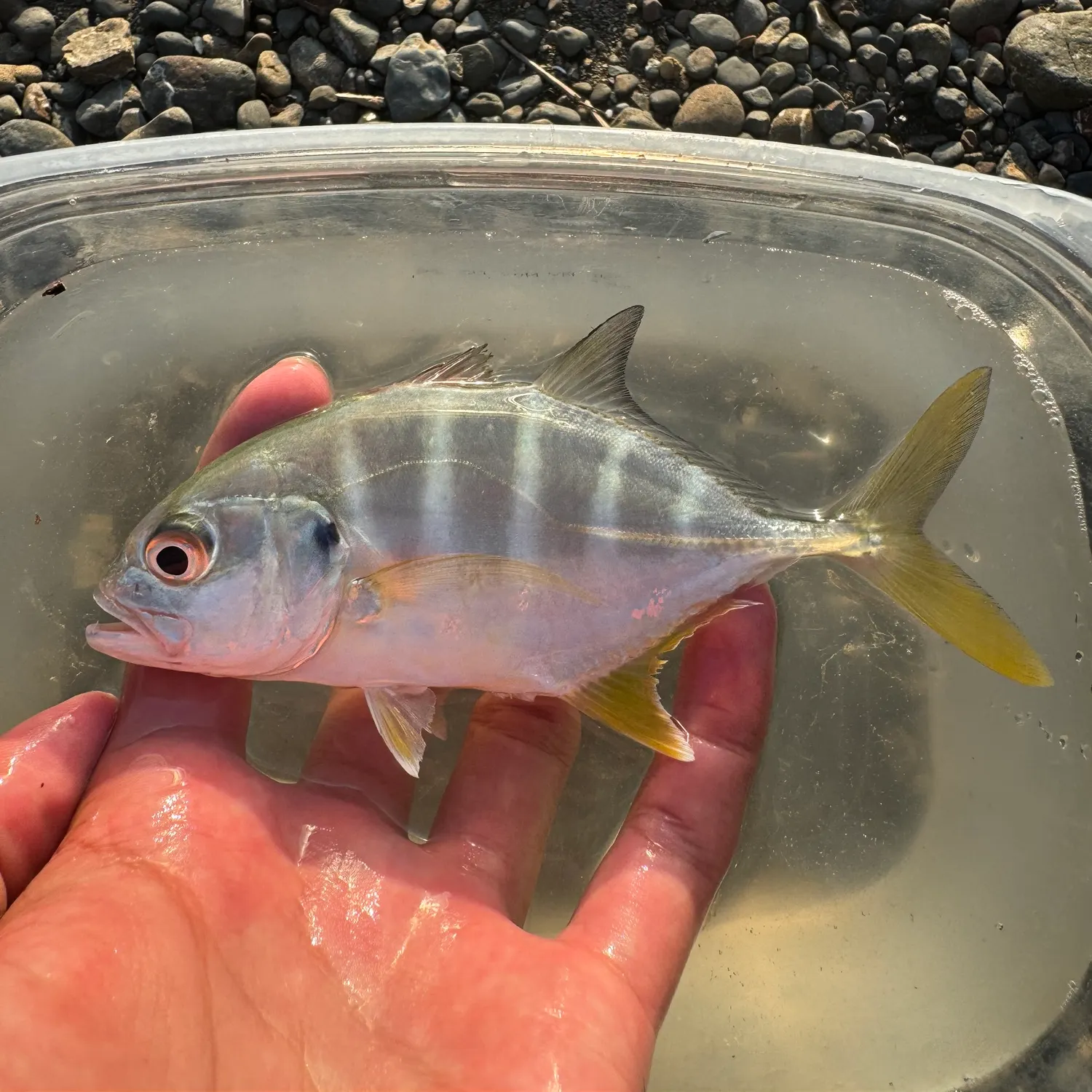 The most recent Pacific crevalle jack catches on Fishbrain