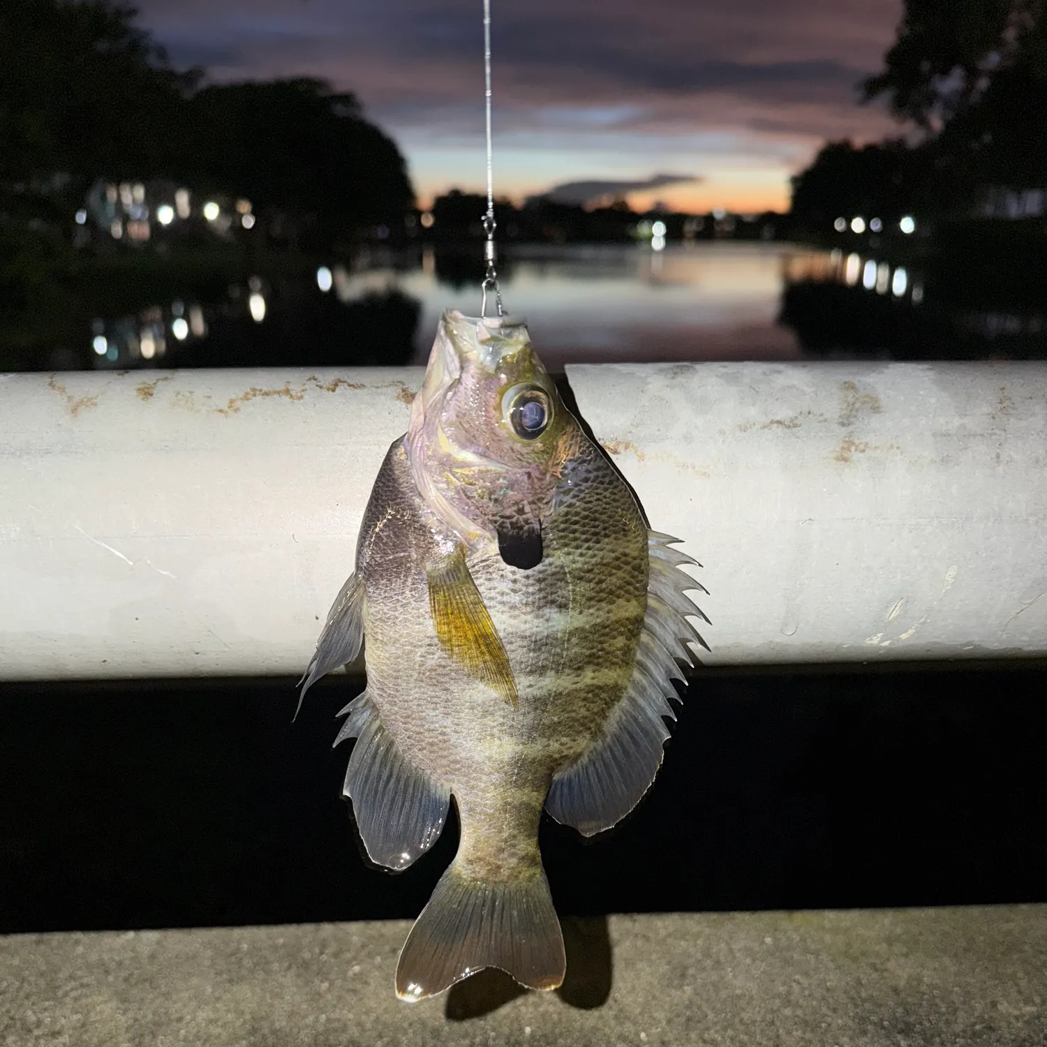 Bluegill caught on Fishbrain