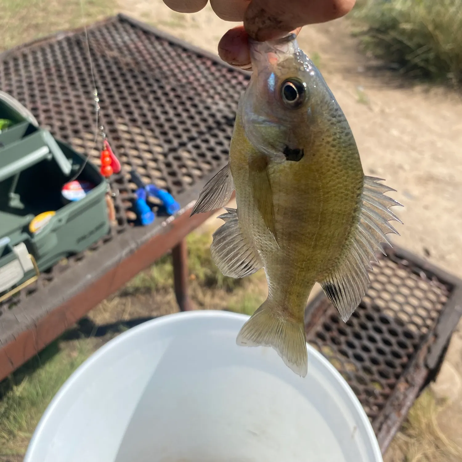 Bluegill caught on Fishbrain