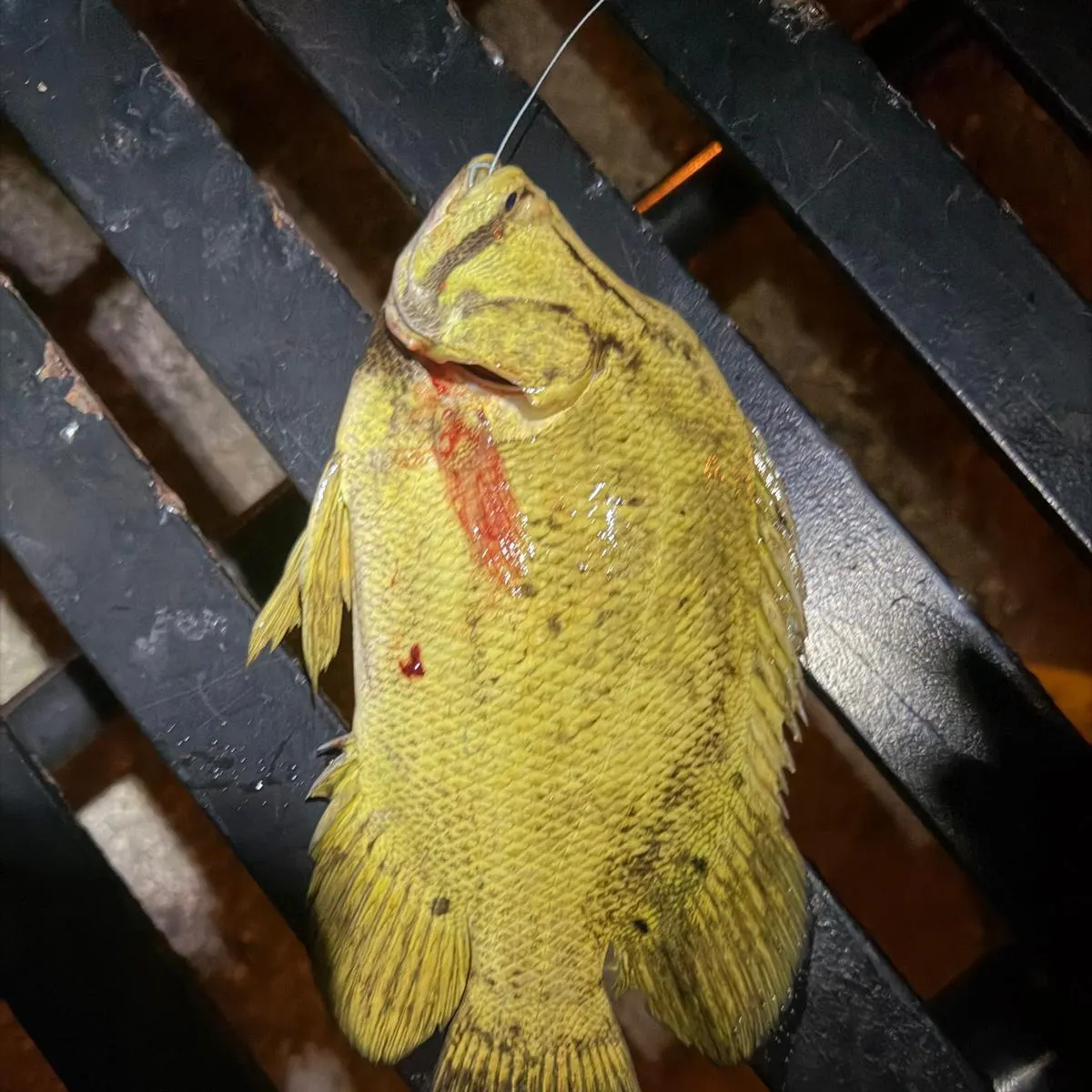 Atlantic tripletail caught on Fishbrain