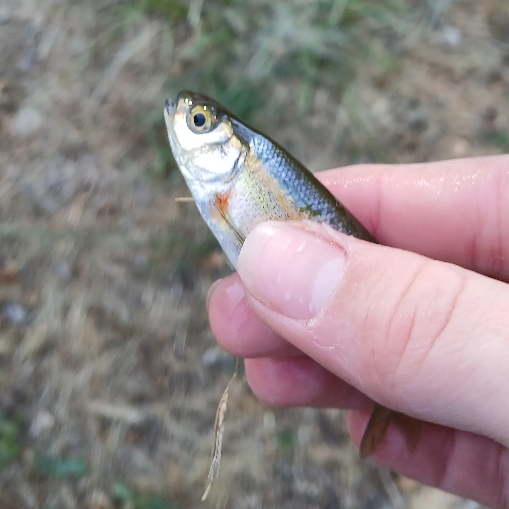 The most recent Redside shiner catches on Fishbrain