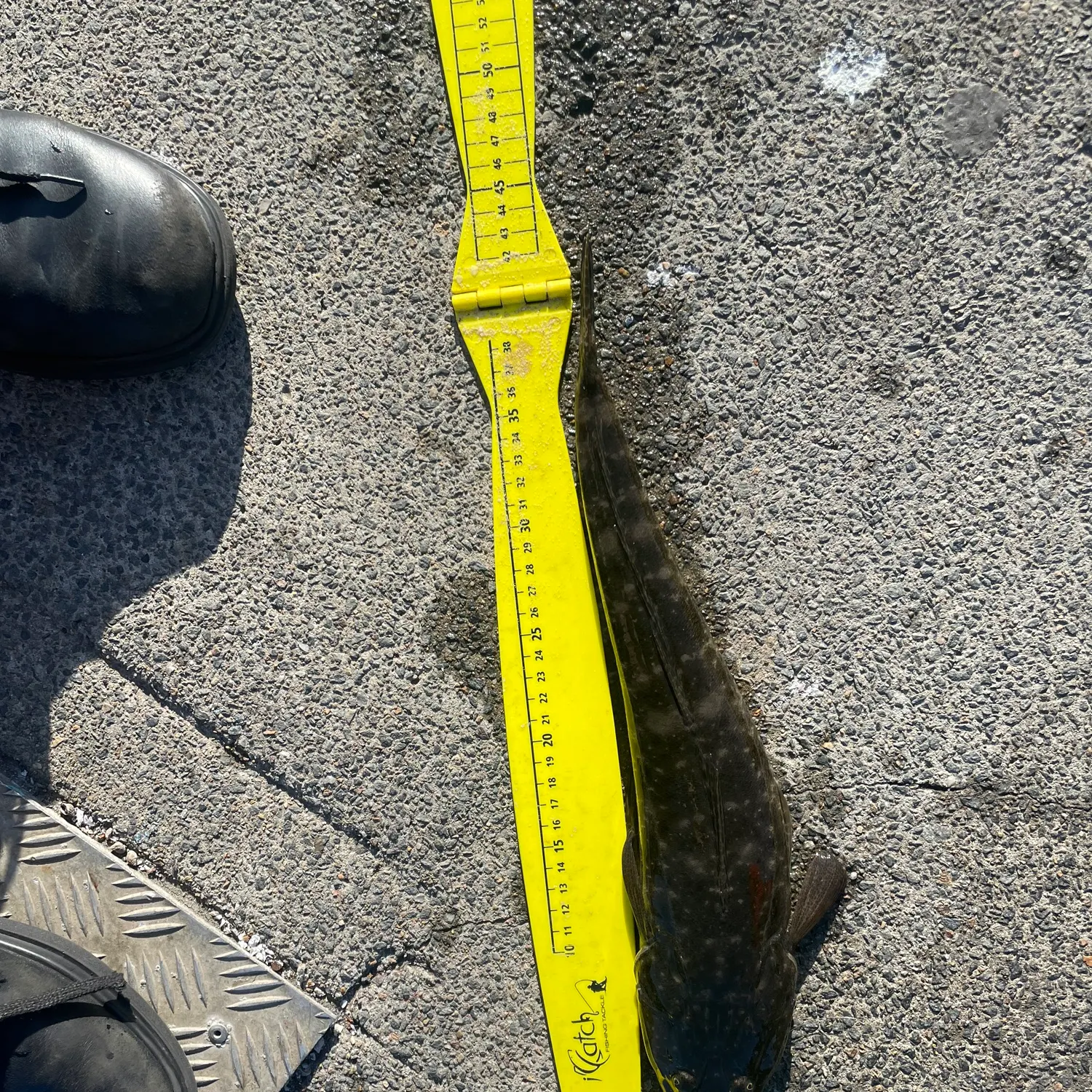 Dusky flathead caught on Fishbrain