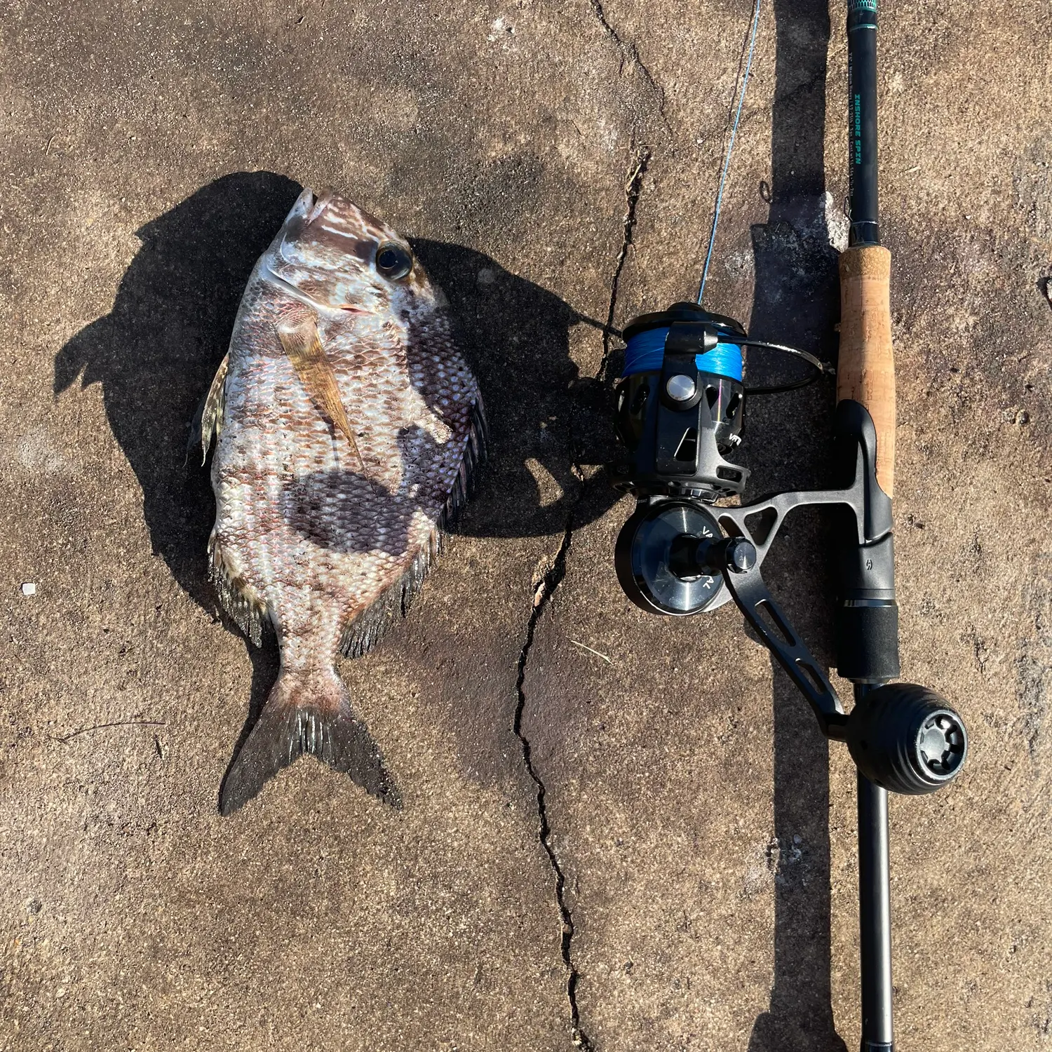 The most recent Sheepshead porgy catches on Fishbrain