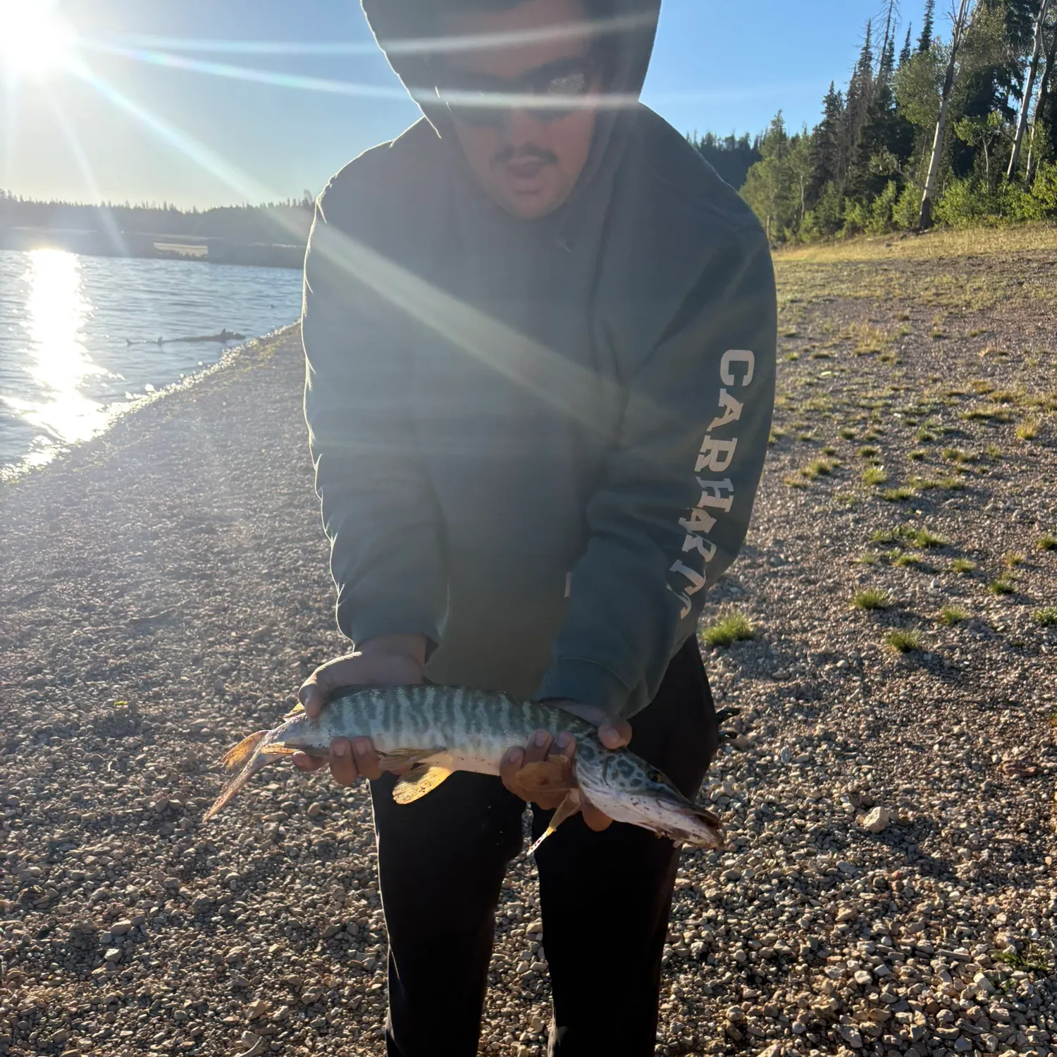 The most recent Tiger muskie catches on Fishbrain