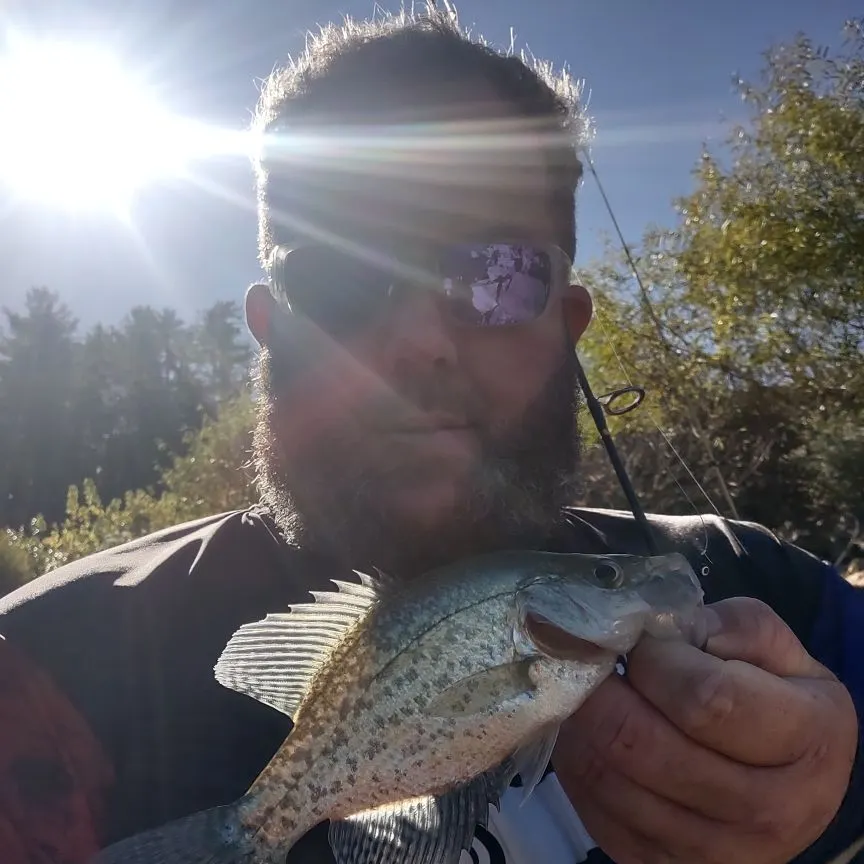 Black crappie caught on Fishbrain