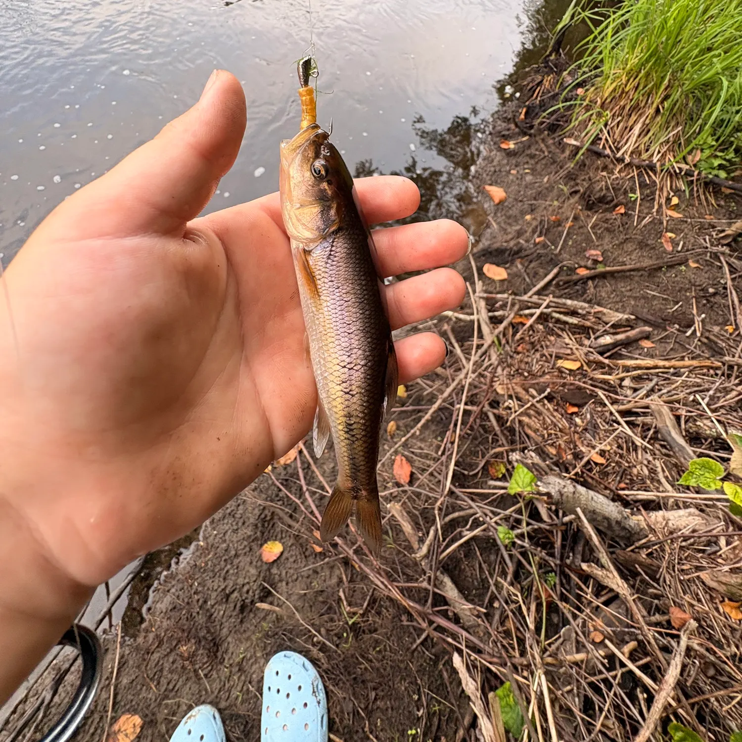 Creek chub caught on Fishbrain