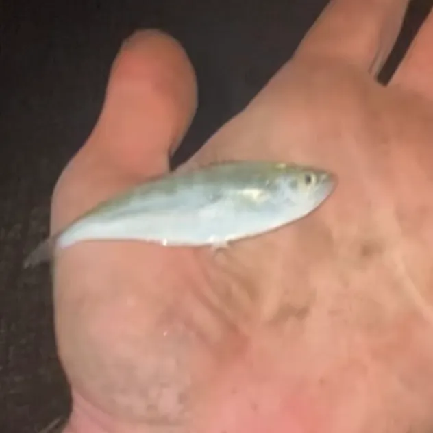 The most recent Talang queenfish catches on Fishbrain