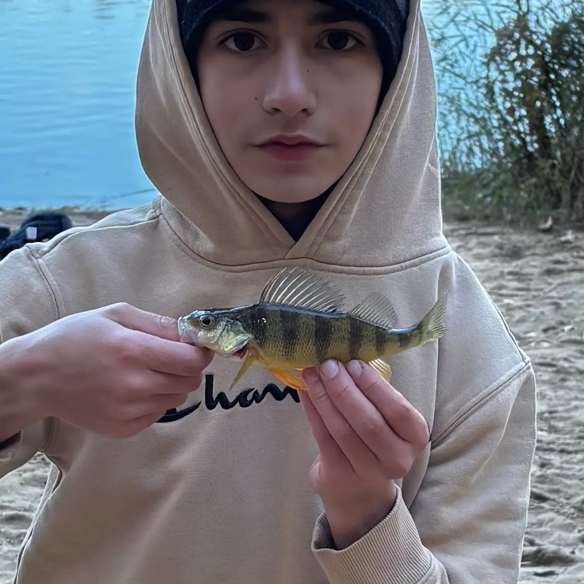 Yellow perch caught on Fishbrain
