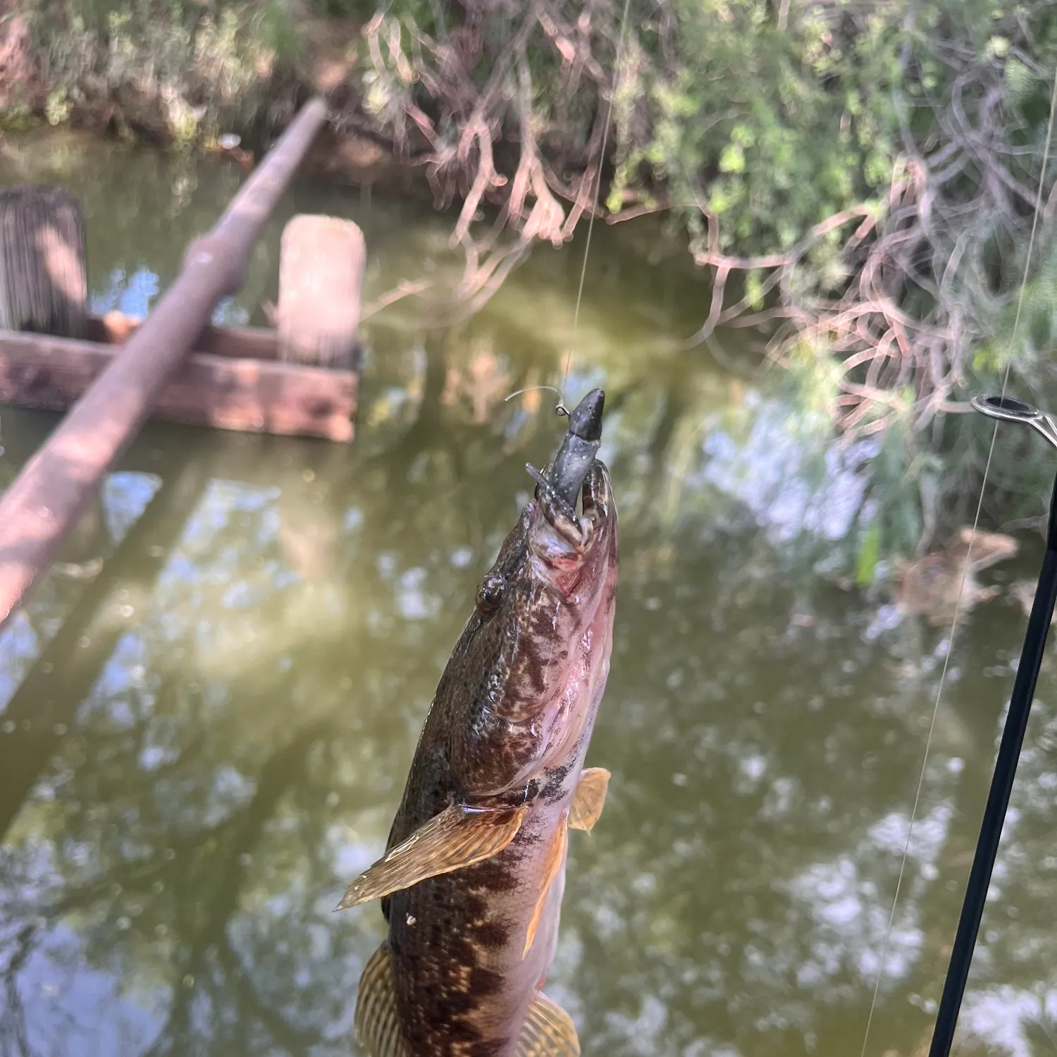 The most recent Bigmouth sleeper catches on Fishbrain