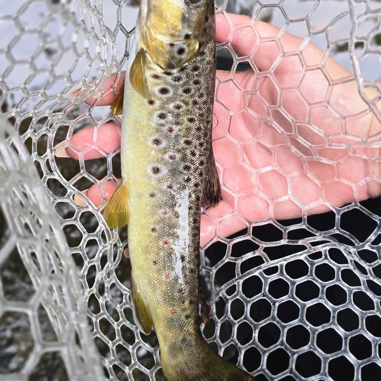 Brown trout caught on Fishbrain