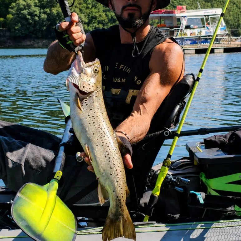 Rainbow trout caught on Fishbrain
