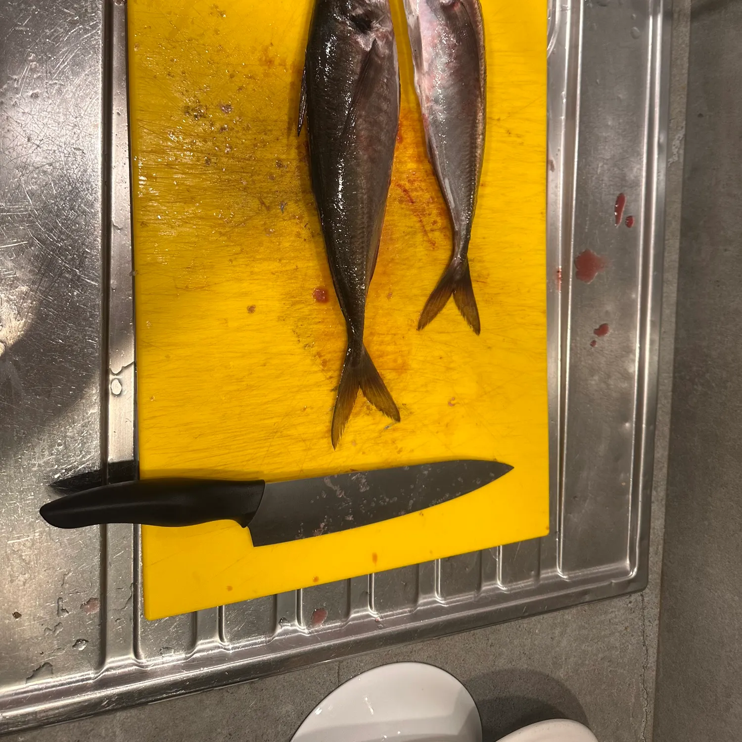 The most recent Atlantic horse mackerel catches on Fishbrain