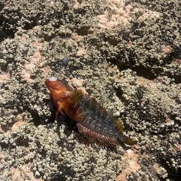 The most recent Largemouth blenny catches on Fishbrain