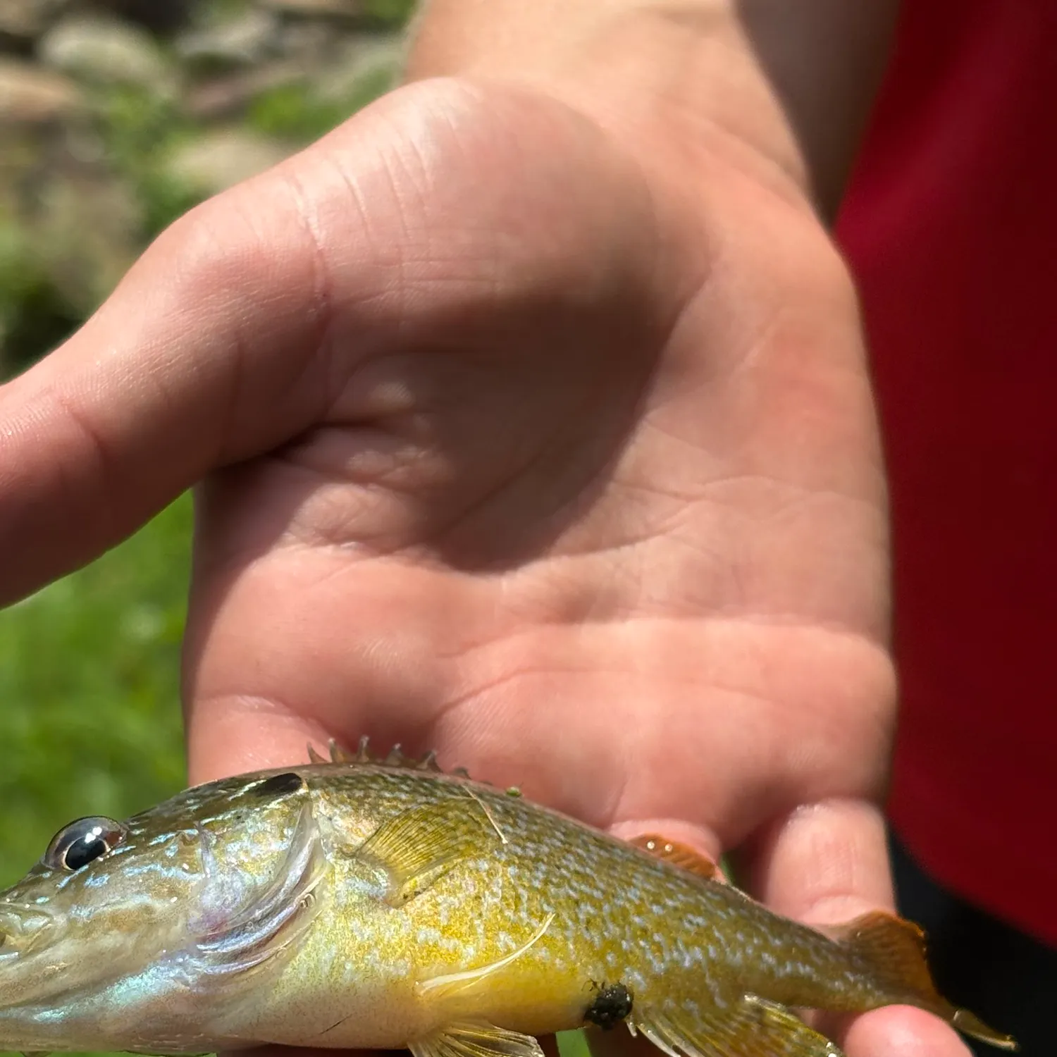Green sunfish caught on Fishbrain