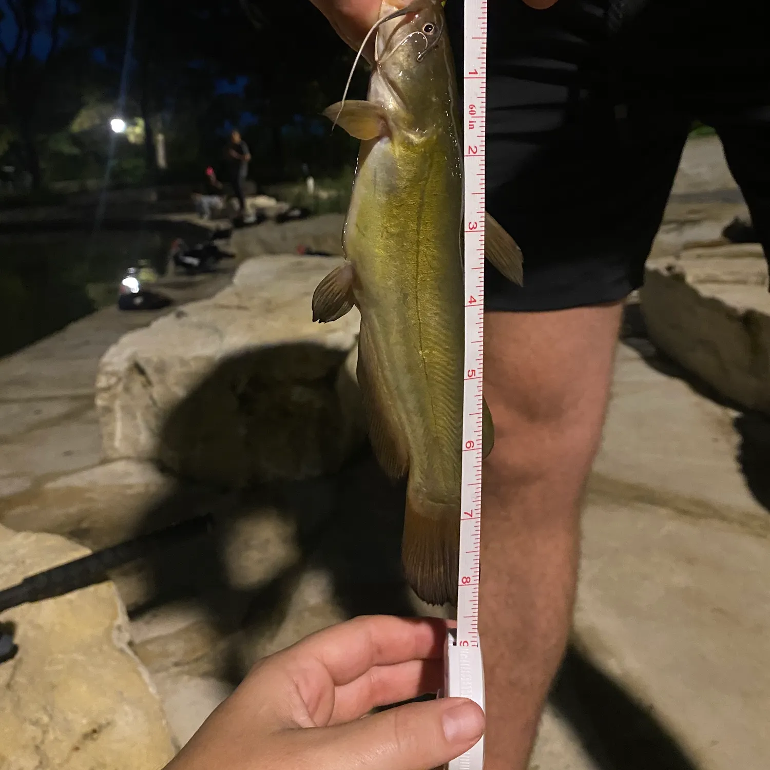 Yellow bullhead caught on Fishbrain