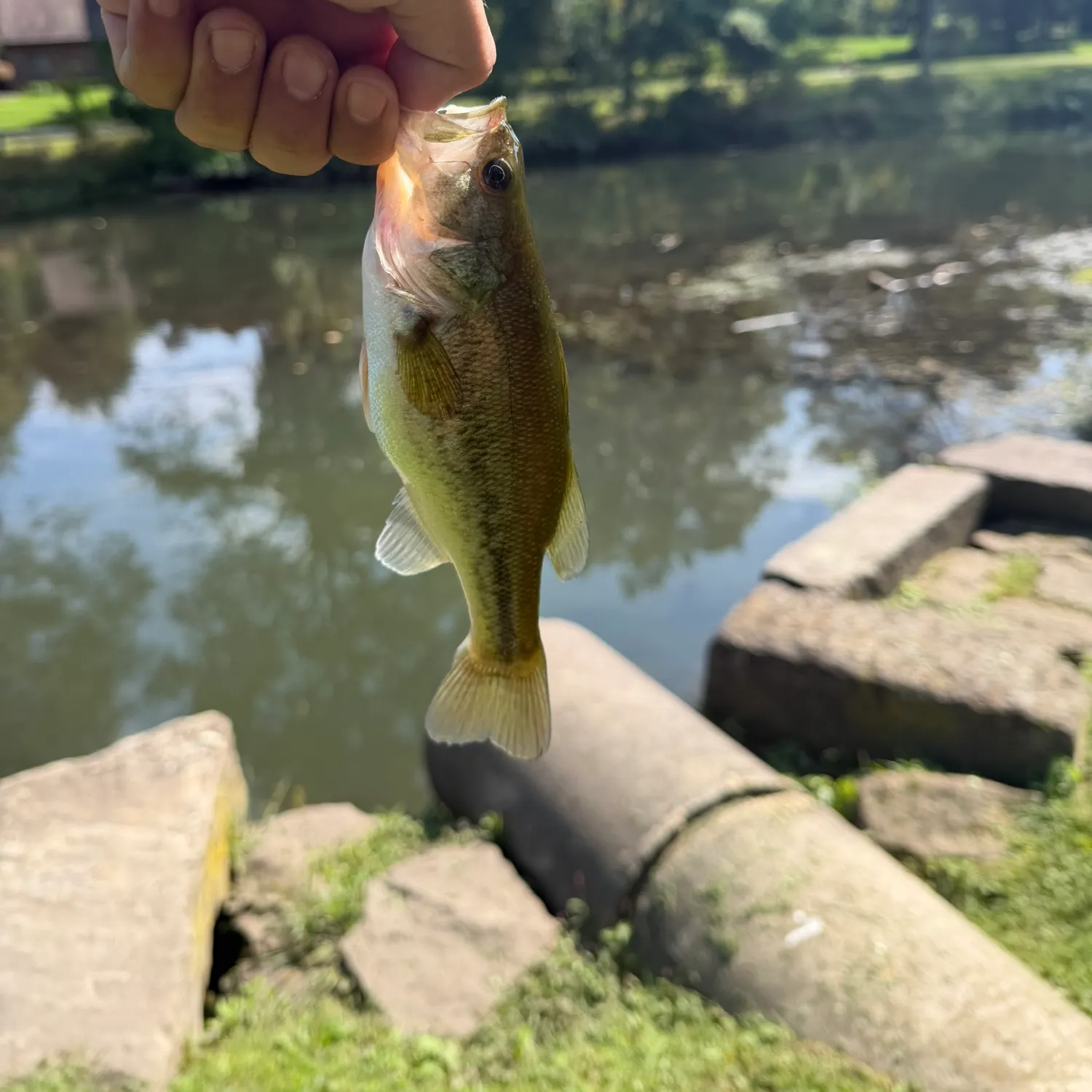 Largemouth bass caught on Fishbrain