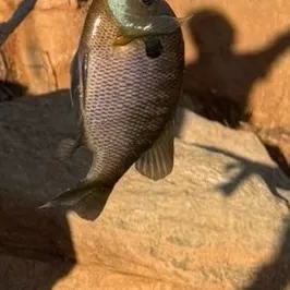 Bluegill caught on Fishbrain