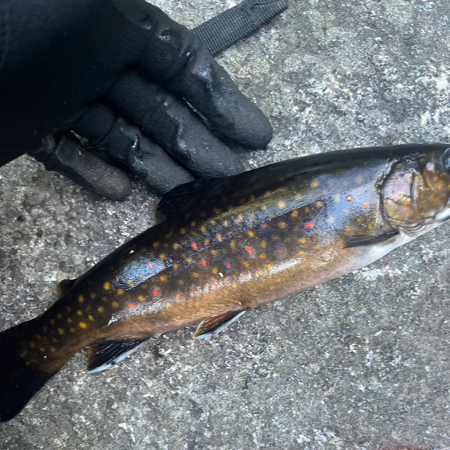 Brook trout caught on Fishbrain