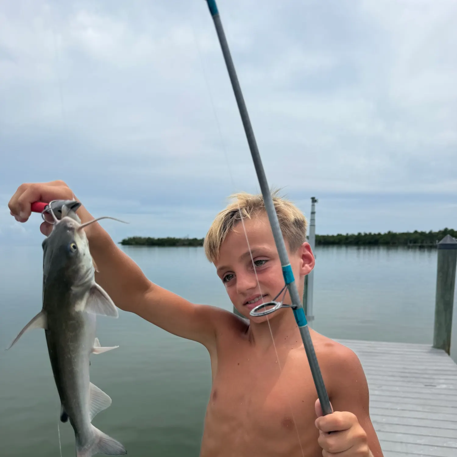 Gafftopsail sea catfish caught on Fishbrain