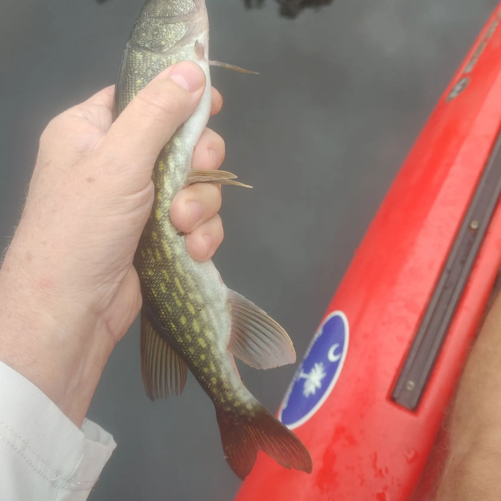 Chain pickerel caught on Fishbrain