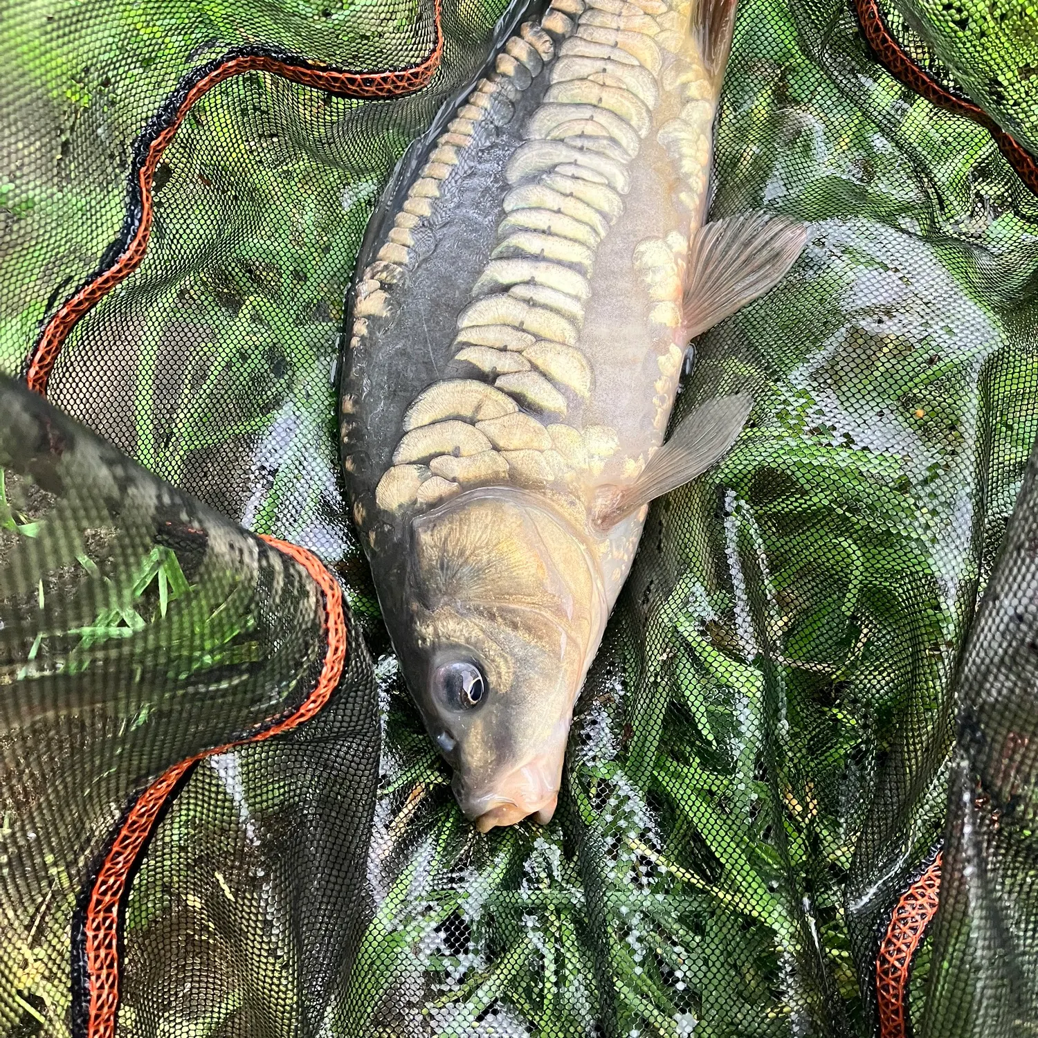 Mirror carp caught on Fishbrain