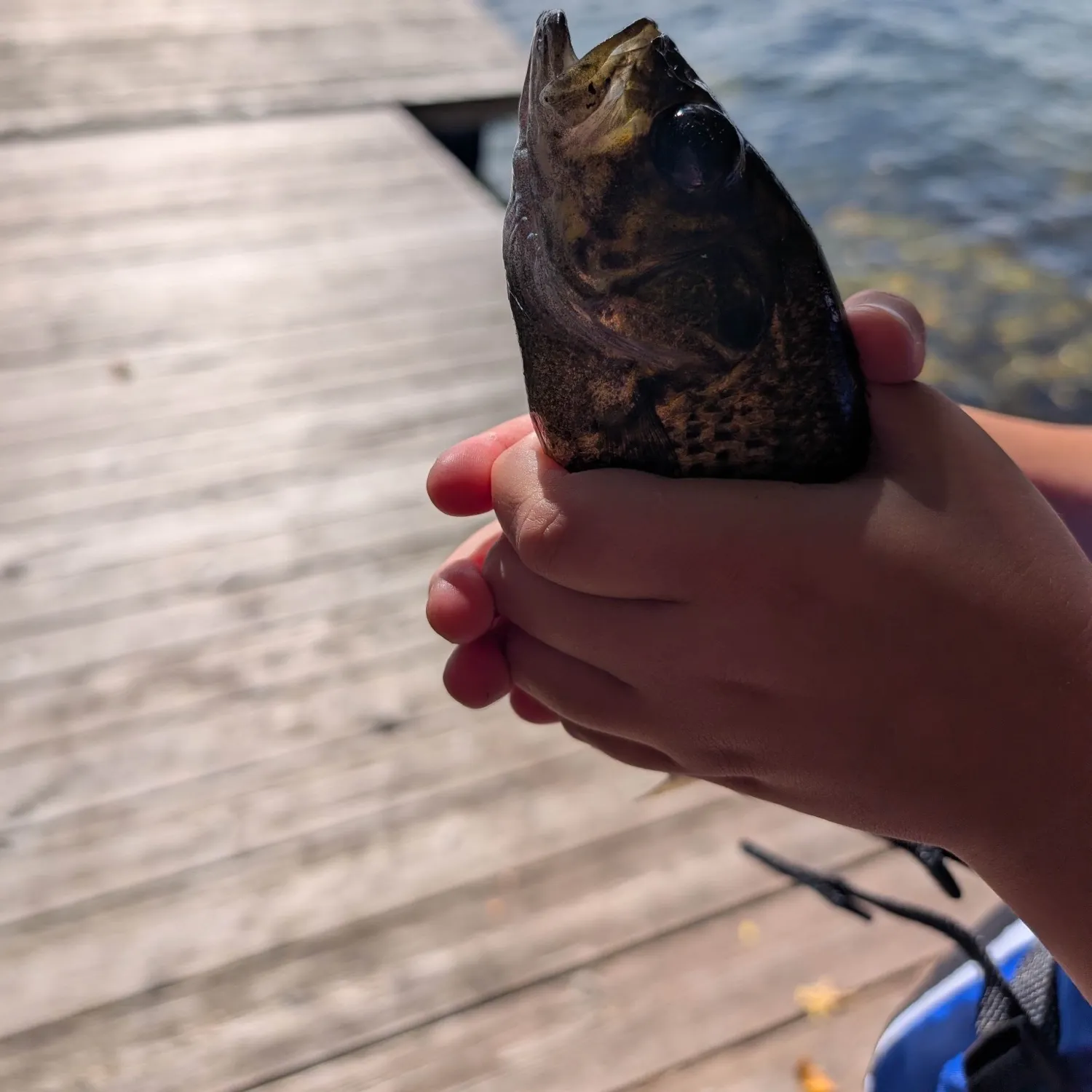 Rock bass caught on Fishbrain