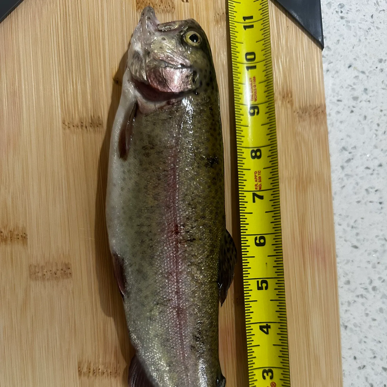 recently logged catches