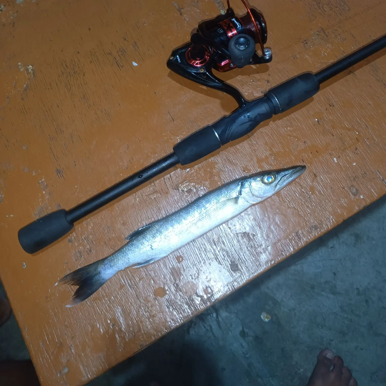 Great barracuda caught on Fishbrain