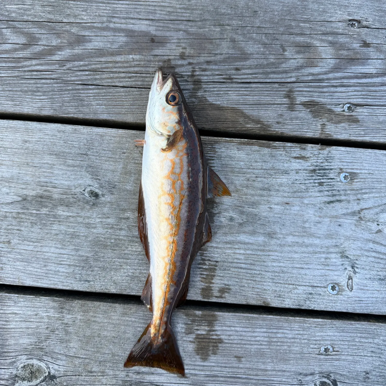 Pollack caught on Fishbrain