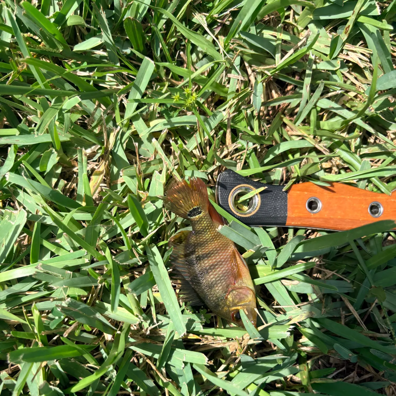Mayan cichlid caught on Fishbrain