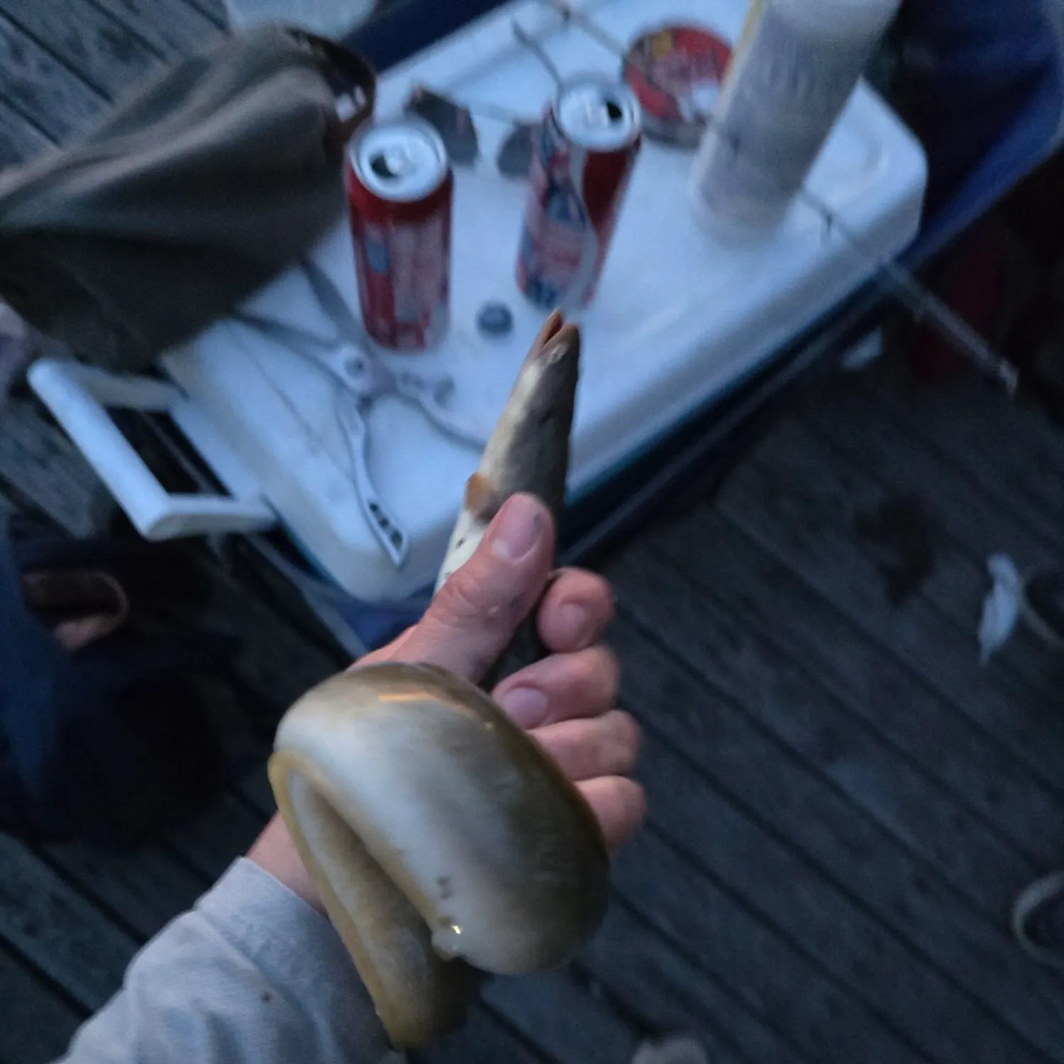 American eel caught on Fishbrain