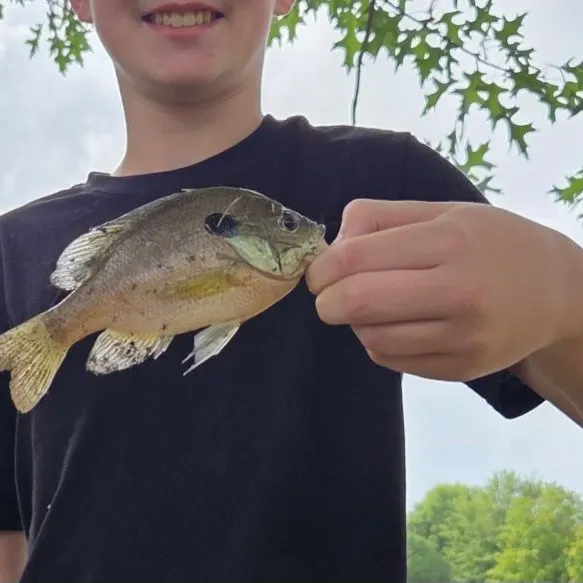 Bluegill caught on Fishbrain