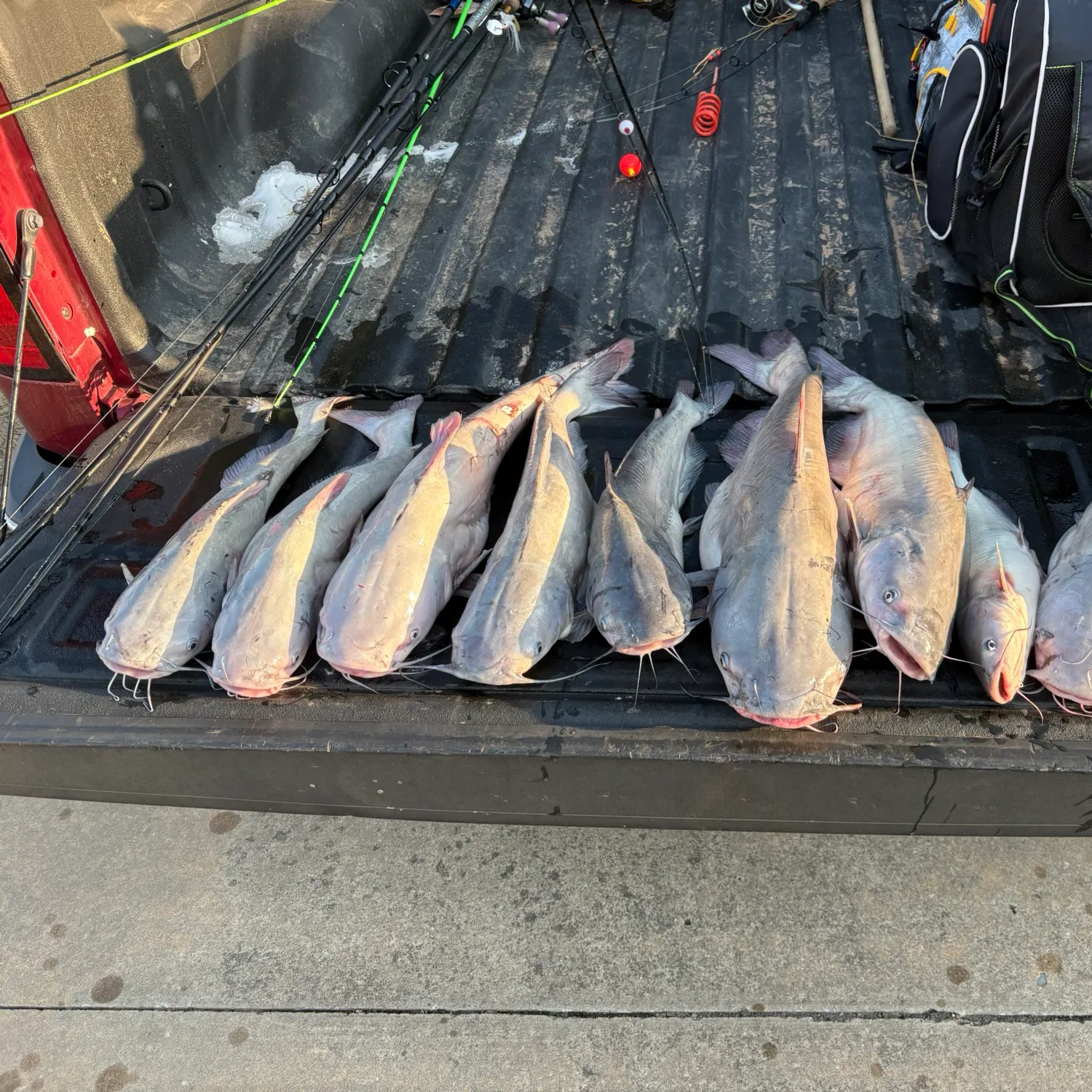 recently logged catches