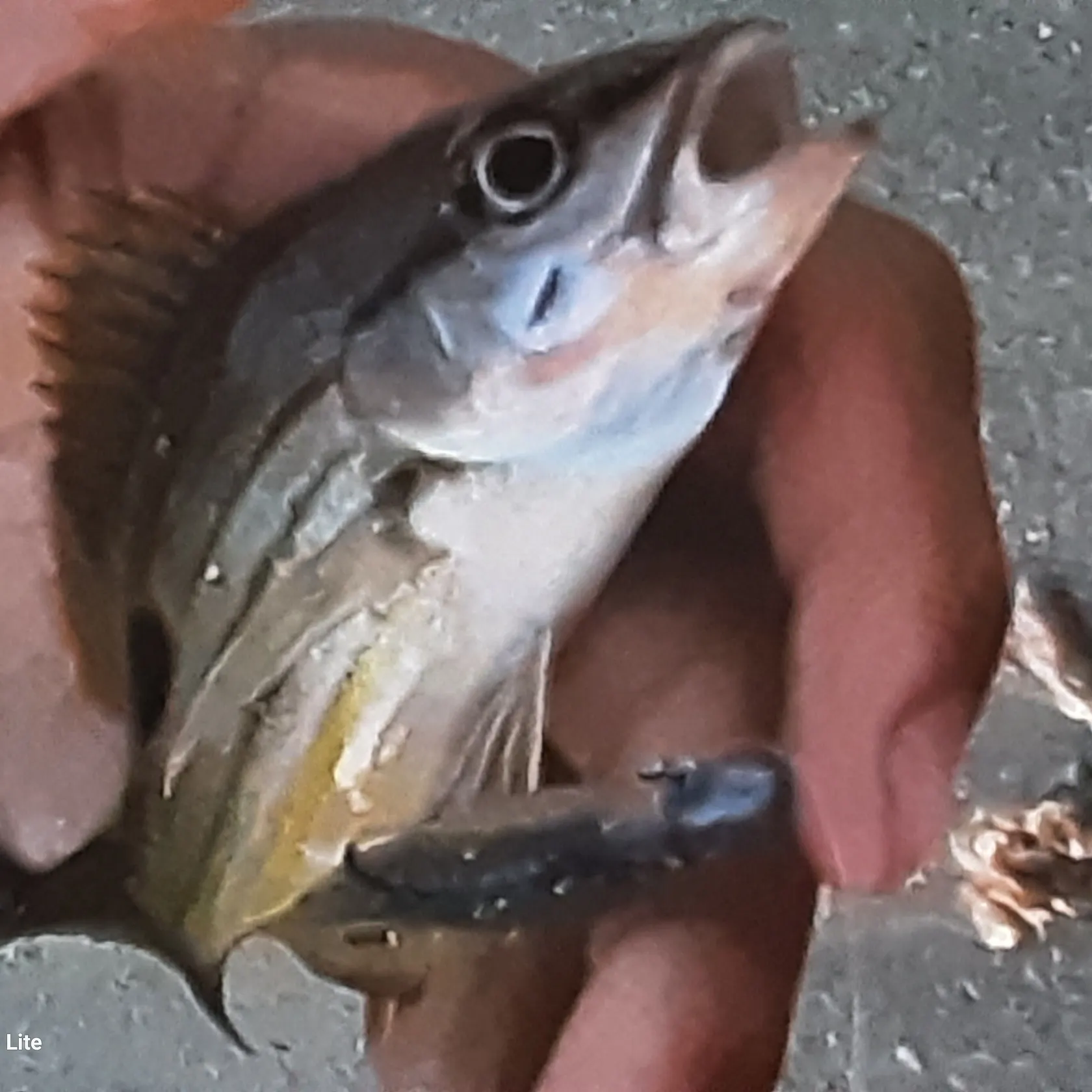 Moses perch caught on Fishbrain